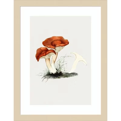 Нарисованный вручную рыжеватый молочный гриб Milkcap от Biodiversity Heritage Library Настенный рисунок в деревянной раме